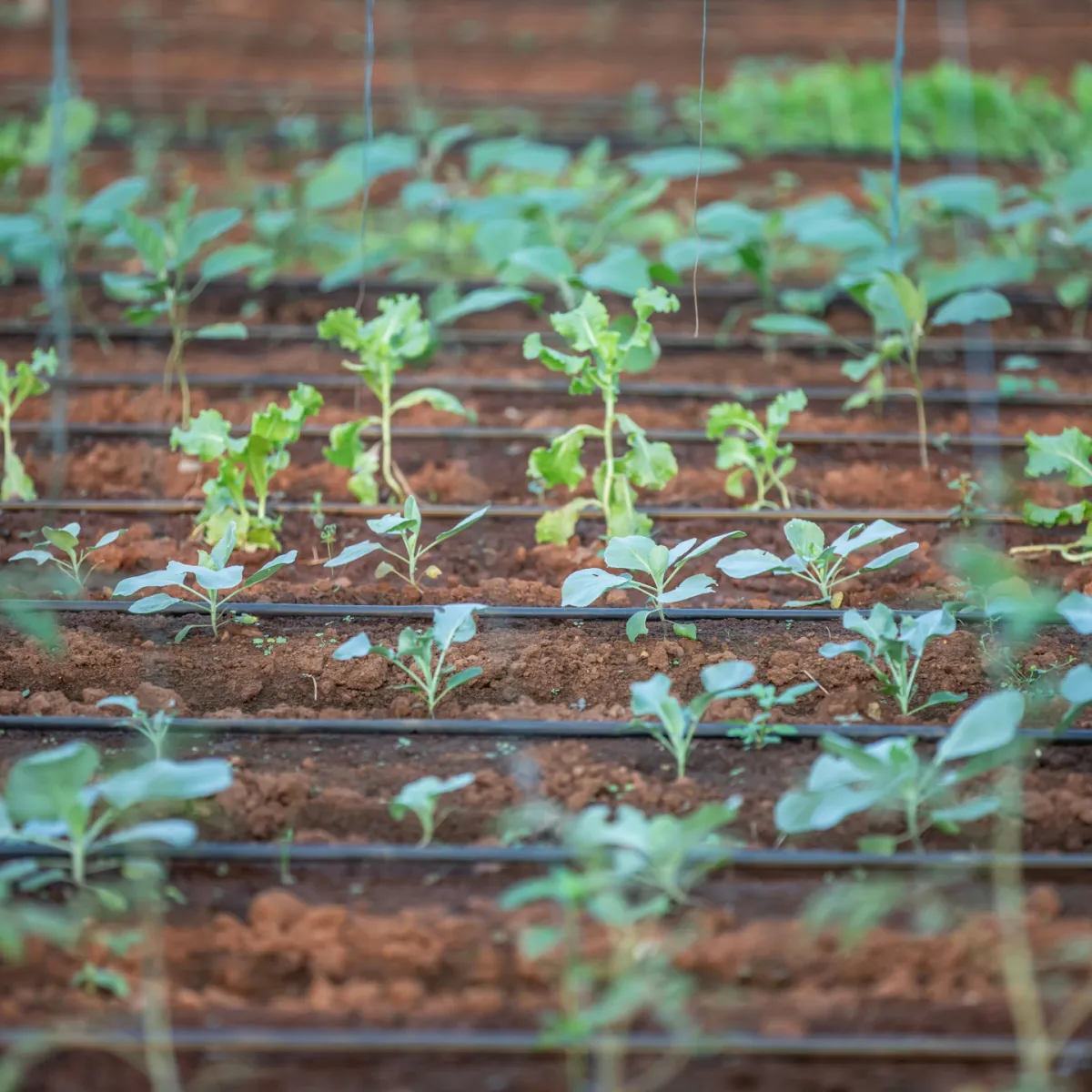 Agricultural Science overview