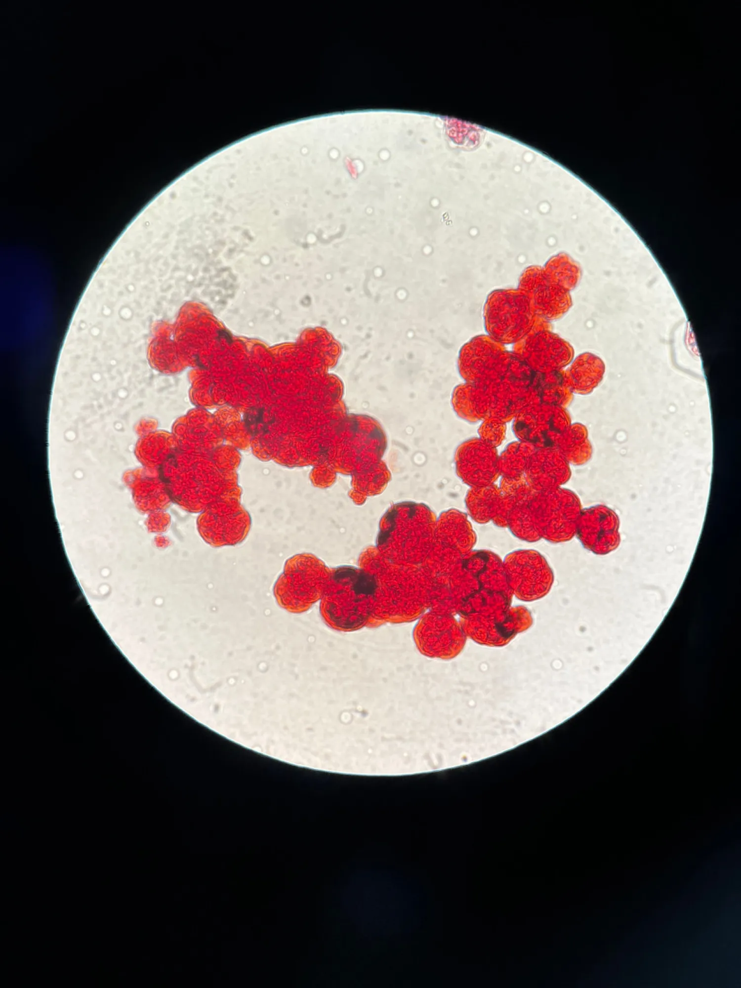 Exploring the Foundations of Life