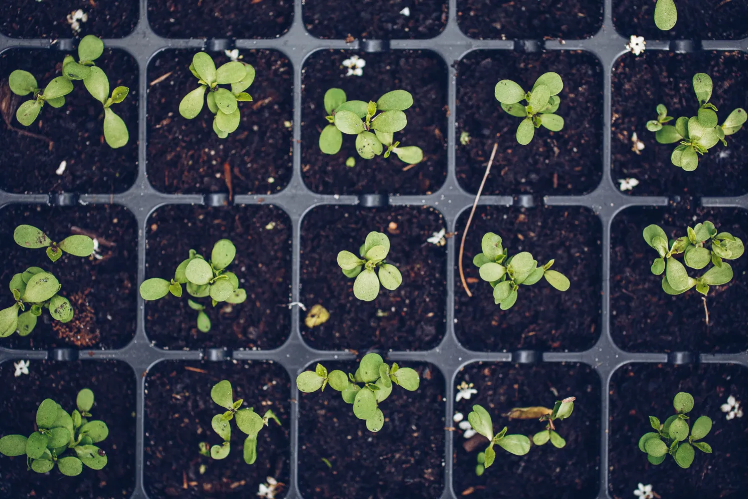 Improving the Future of Primary Industries