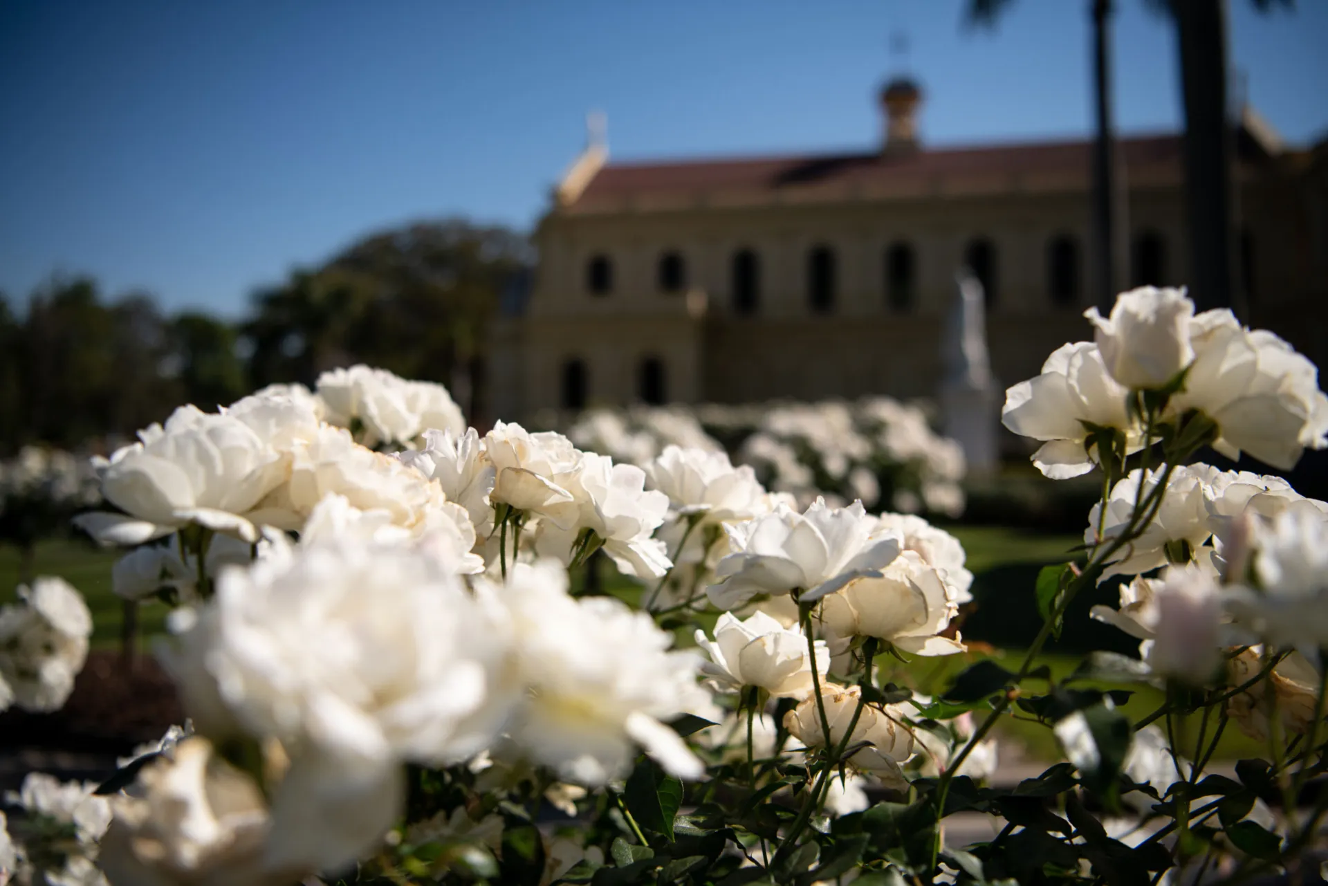 Rose Garden 11 WEB